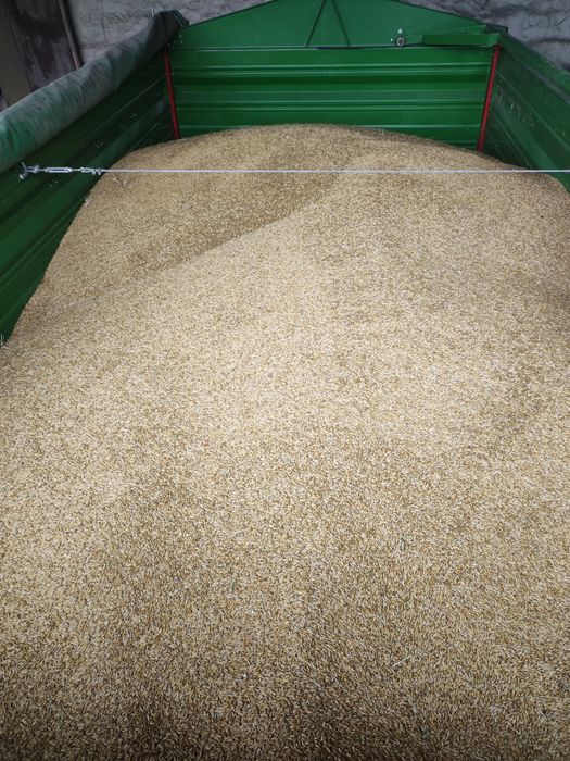 Jęczmień zimowy bianca  2025