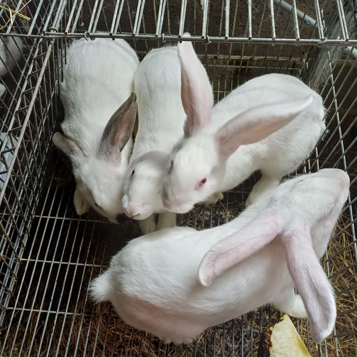 Coelhos de grande porte