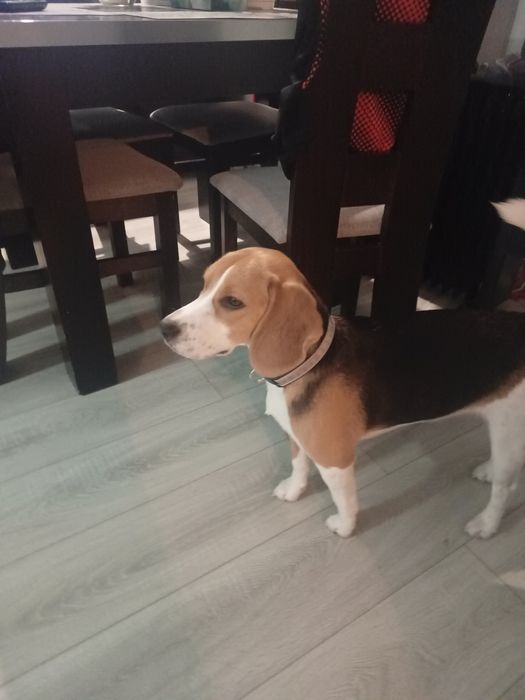 Oddam rocznego Beagle