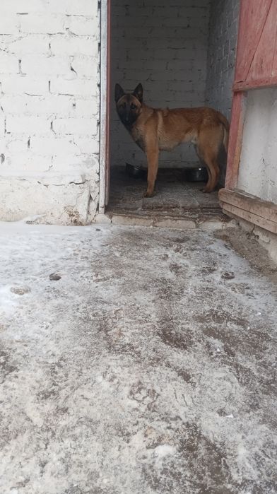 Продам бельгійську вівчарку(по характеру злий)