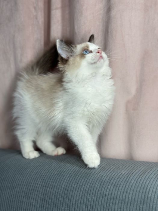 Kotka Ragdoll seal bicolour n03 FPL