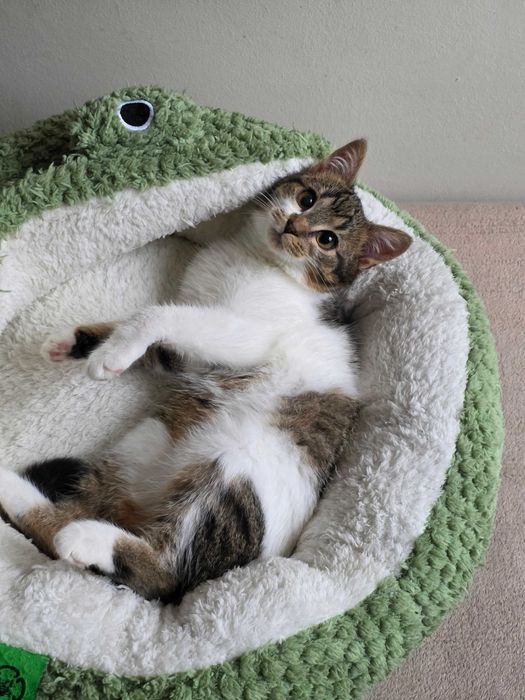 Freya szuka dobrego domku