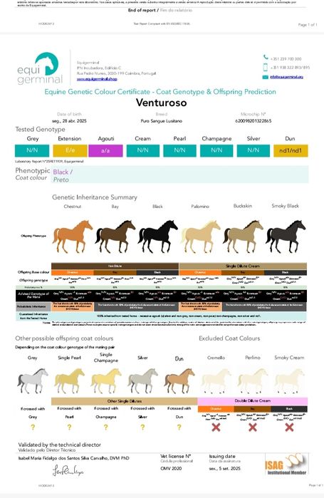 Poldro Lusitano preto