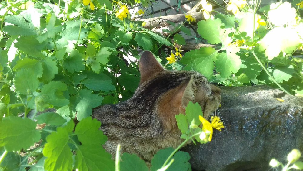 Молодая и ласковая кошечка