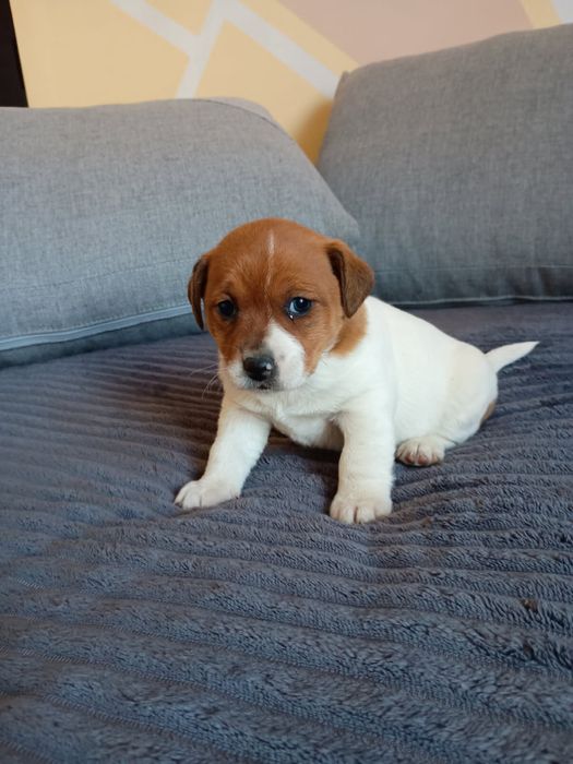 Jack russell terrier szczeniak