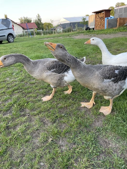 Gęsi landes parka i kołudzka