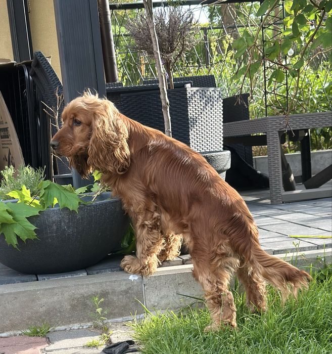 Suczka Cockapoo/ Cocapoo - Cocker Spaniel +Pudel miniaturowy
