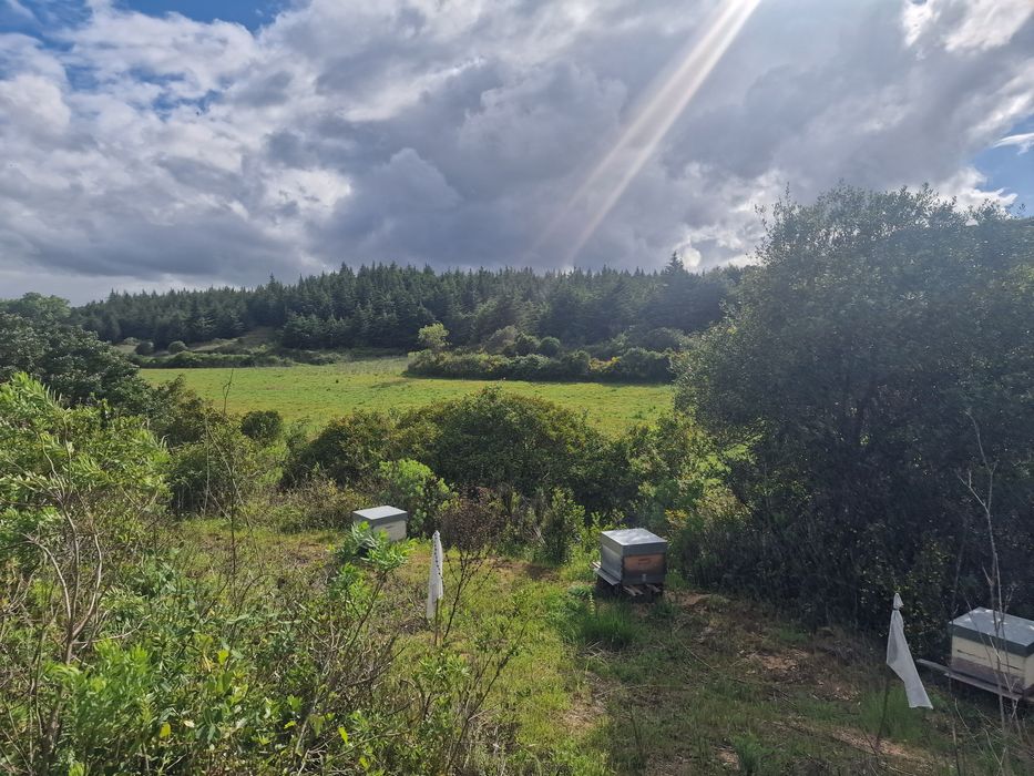 Mel produção biológica