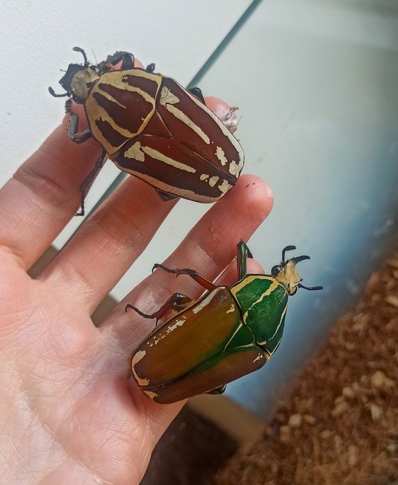 Larwy dużych kruszczyc - mecynorrhina