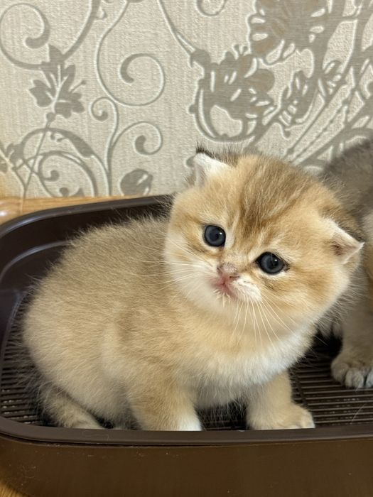 Котята золота шиншила
