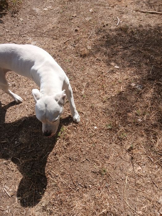 Para dar um cão.