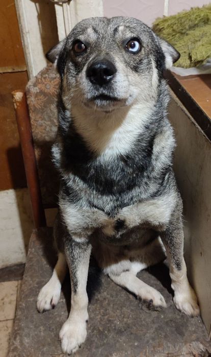 Собачка в пошуках домівки