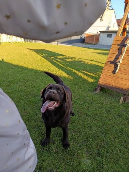 Przesłodki szczeniak Labrador Retriever.  Rodzice FCi i SWKiPR