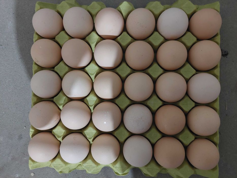 Jajka wiejskie dostawa