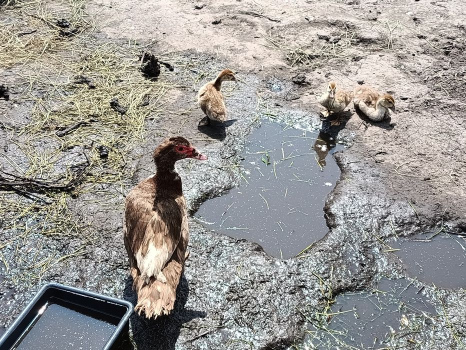 Продам уток і утят