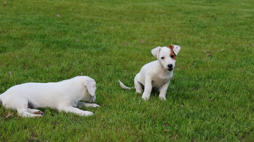 Oryginalny Jack Russell Terrier z hodowli BREFIO/badania genetyczne