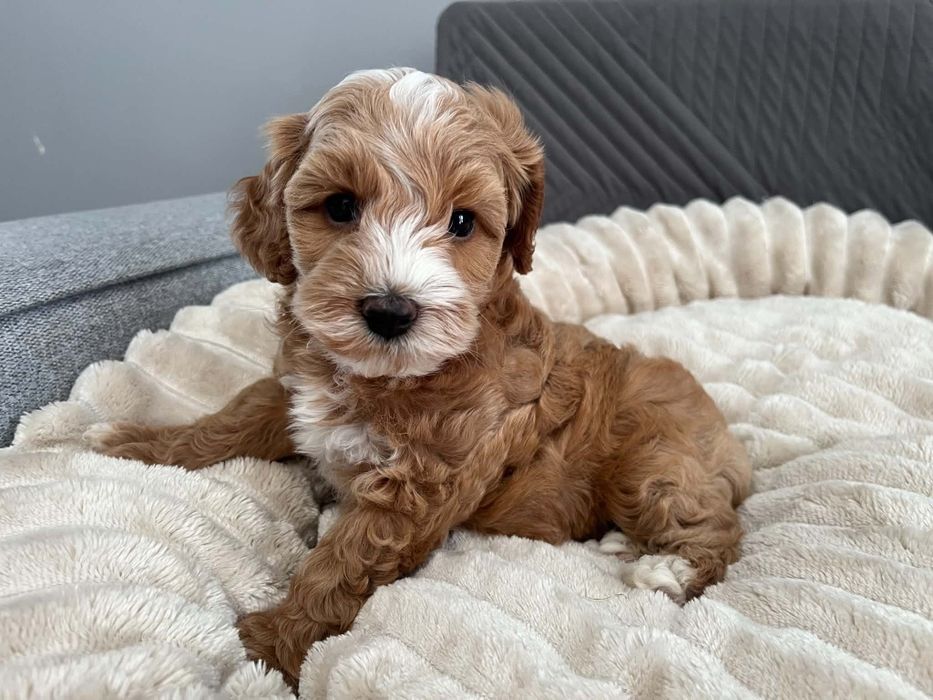 Sprzedam suczke maltipoo