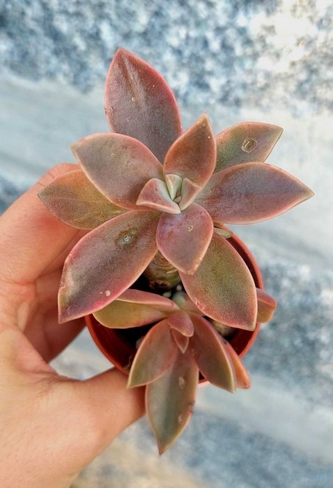 Suculentas 3€ cada