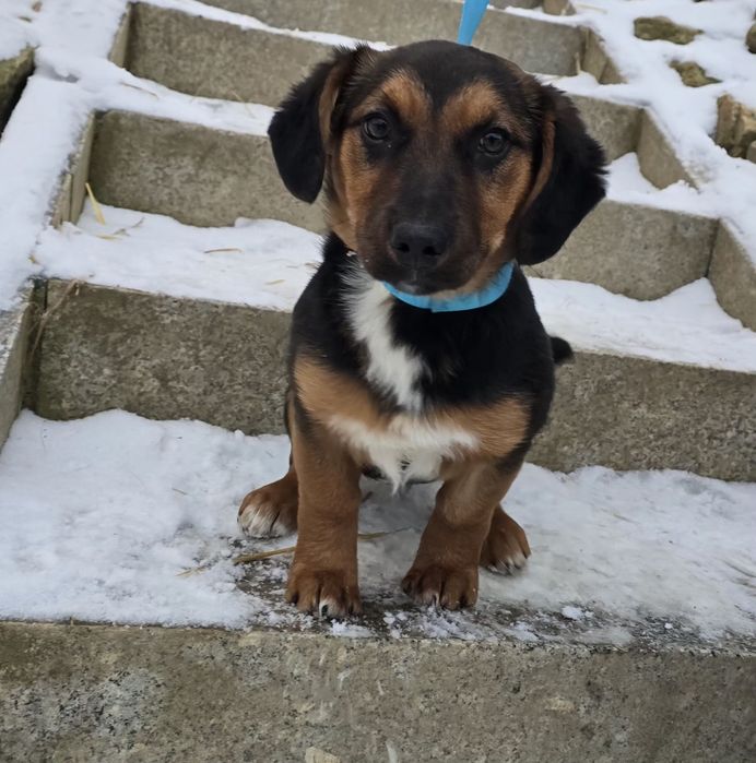 Ok 4 miesięczna sunia do adopcji