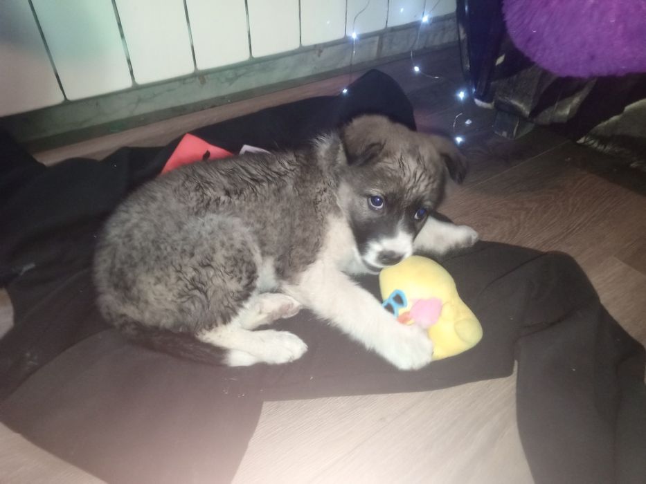 Срочно отдам щенка