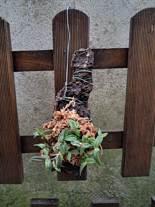 Epidendrum peperomia (porpax) - Orquídea Montada