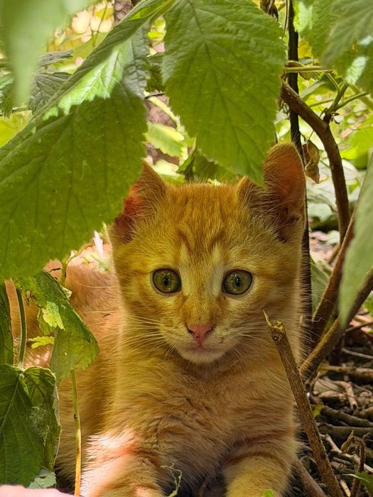 Котики в пошуках дому