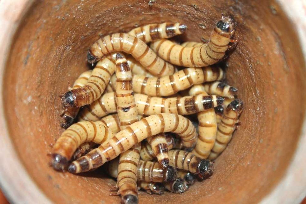 Зофобас - кормові личинки.