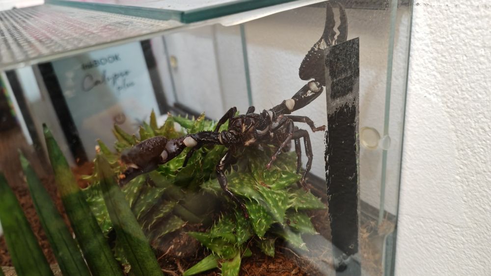 Heterometrus spinifer + terrarium