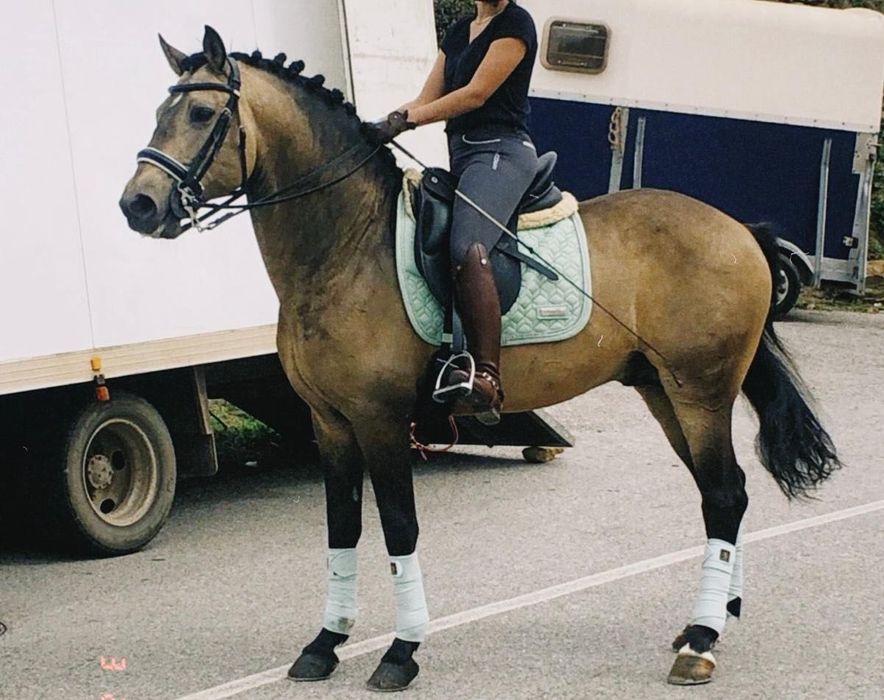 Cavalo baio, livro verde