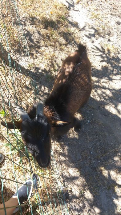 Vendo Cabrito anão