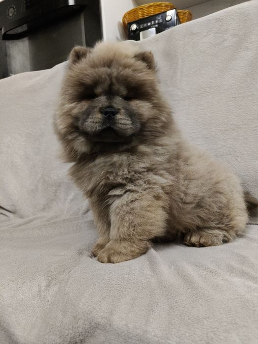 Cynamonowa suczka chow chow