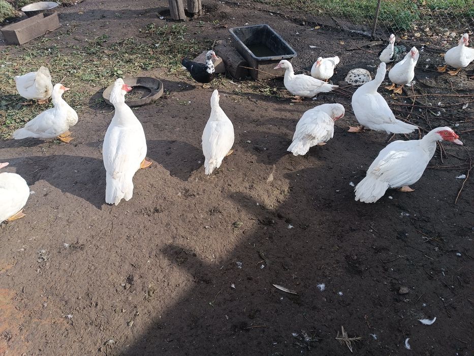 Продаються мускусні качки німецька важка лінія