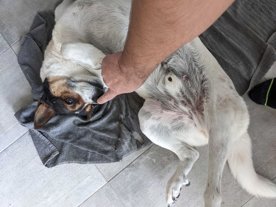 Cão Rafeiro super meigo para adoção responsável