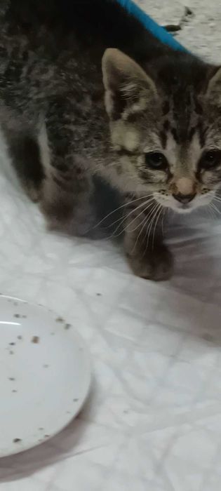 Adoção responsavel de gatinhos.