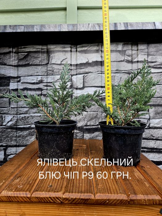 Туя Смарагд, Брабант, ялівець Блю Ерроу, Блю чіп