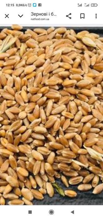 Продам пшенцю ...