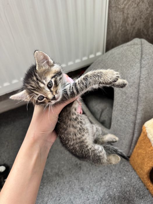 ‼️КОШЕНЯТА‼️(Київ,Київська область)