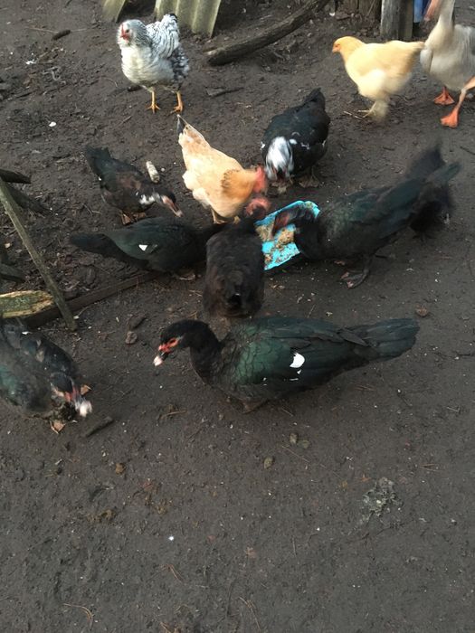 Індокачки,мускусні качки