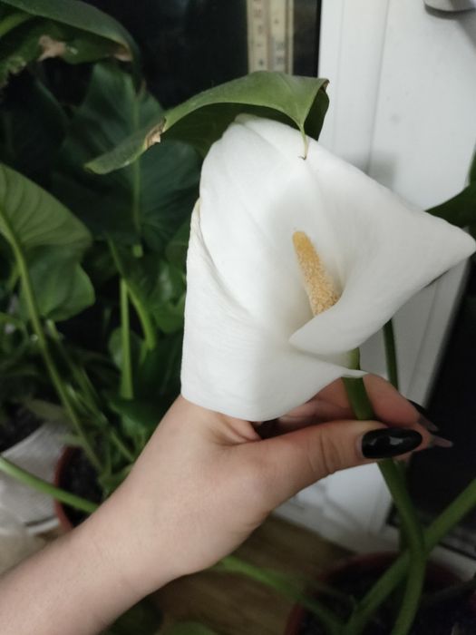 Калла комнатное растение