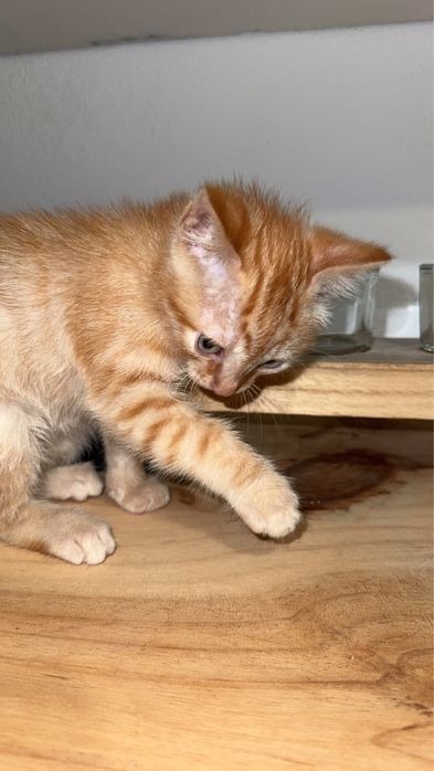 gatinho ,com um mes