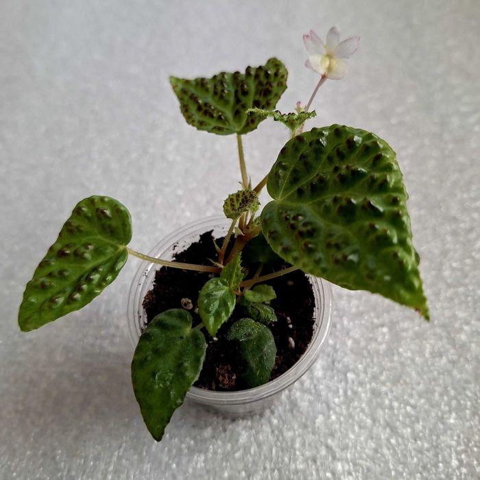Бегонія Дракопельта (begonia dracopelta). Дітка