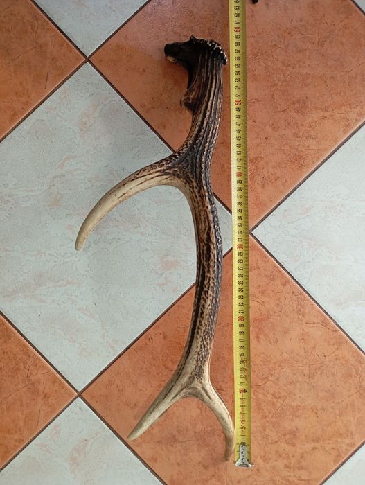 Poroże jelenia szlachetnego