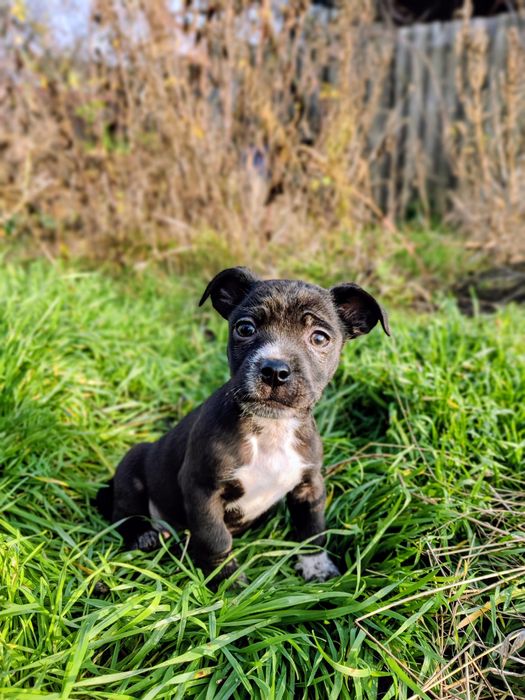 Цуценятка маленькі