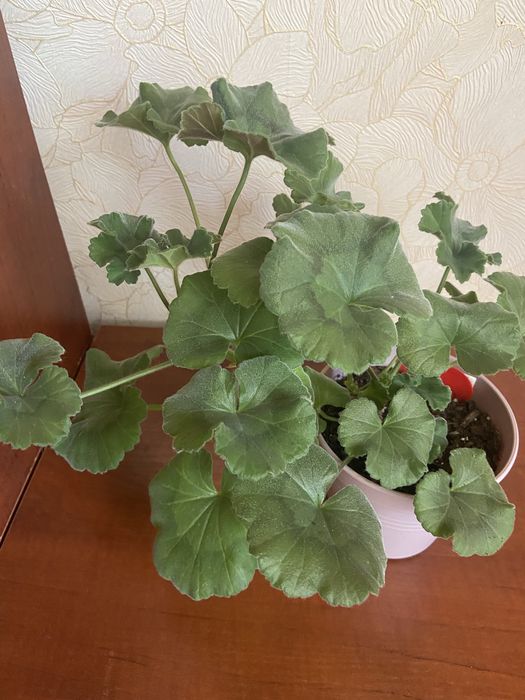 Сортова пеларгонія різних селекцій