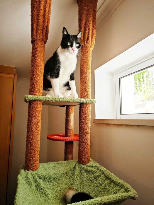 CAT HOTEL. Hotel para gatos. Hospedagem Familiar para Gatos