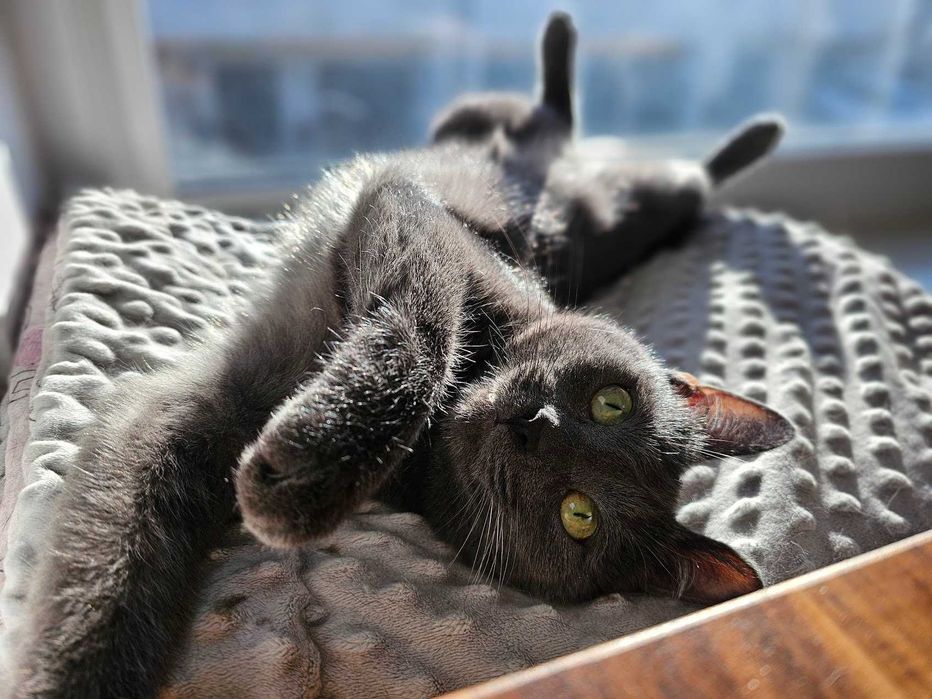 Kotka bez ogonka do odpowiedzialnej adopcji