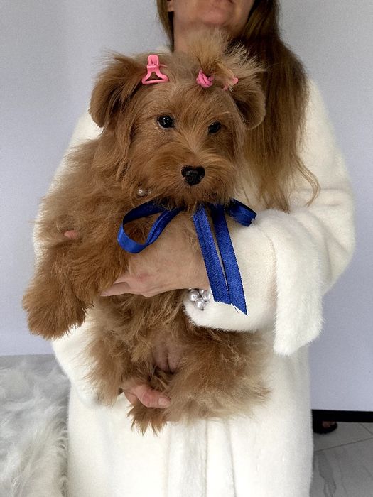 Помапу  чарівні крихітки чекають на вас