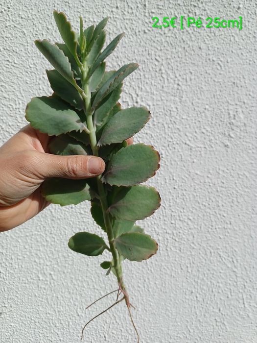 Rebentos de Planta-Aranha / Chlorophytum