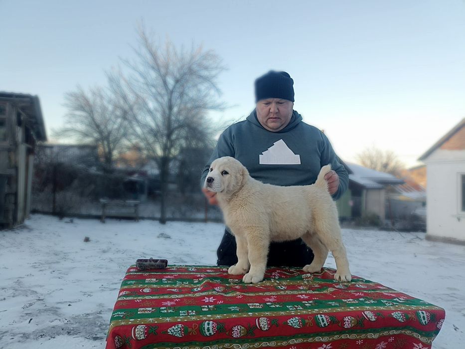 Дівчинка алабая готова до продажу