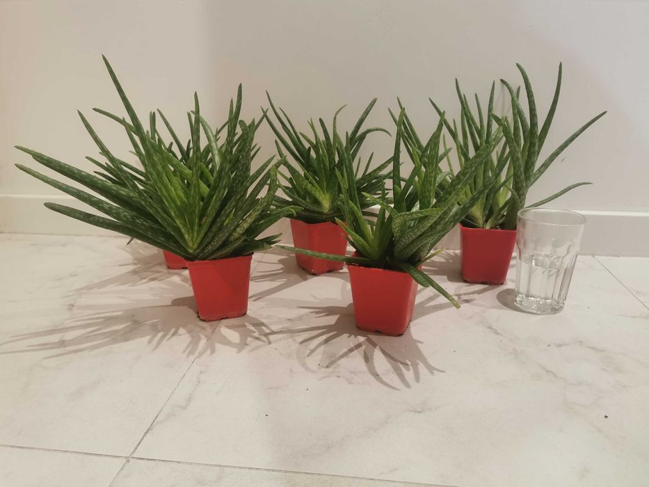 Duy Aloes zwyczajny Aloe Vera, leczniczy sukulent, sadzonki rne rozmiary  Wrocaw rdmiecie  OLX.pl